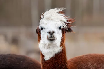 Foto auf Alu-Dibond Funny alpaca on a windy day. South American camelid. © Rita Kochmarjova