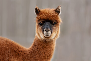 Lovely brown alpaca. South American camelid.