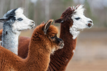 Herd of alpacas. South American camelid.
