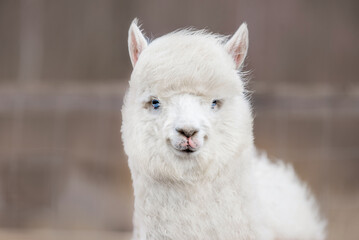 Lovely white alpaca with blue eyes. South American camelid. © Rita Kochmarjova