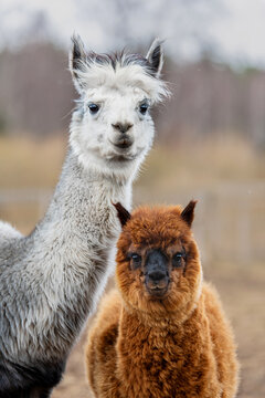 Mother alpaca with a baby. South American camelid.