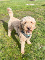Mocha Australian Labradoodle