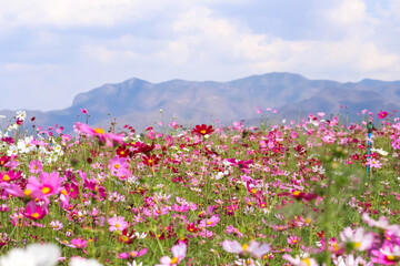 Blurred colorful flowers cosmos bipinnatus (Mexican aster) blooming in garden on mountain sky background