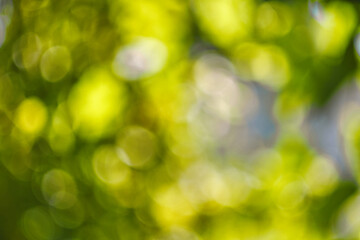 Abstract, nature bokeh background, green foliage of the forest. Green nature in blurry style for creative design.