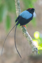 The long-tailed manakin (Chiroxiphia linearis) is a species of bird in the family Pipridae native to Central America where it inhabits both wet and dry tropical and subtropical forests.