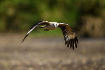 The osprey or more specifically the western osprey (Pandion haliaetus) — also called sea hawk, river hawk, and fish hawk — is a diurnal, fish-eating bird of prey with a cosmopolitan range.