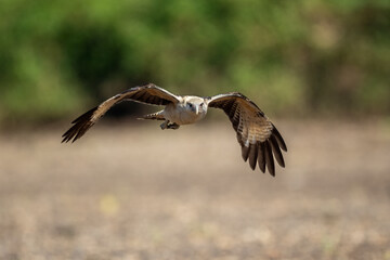 The osprey or more specifically the western osprey (Pandion haliaetus) — also called sea hawk, river hawk, and fish hawk — is a diurnal, fish-eating bird of prey with a cosmopolitan range.