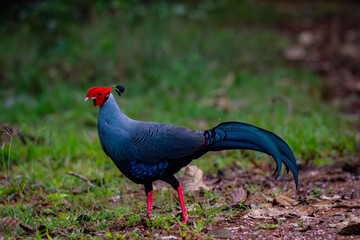 The multicolored beauty of the fireback