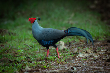The multicolored beauty of the fireback