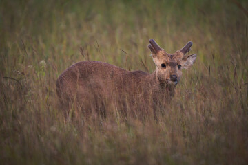 deer in the grass