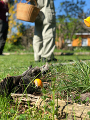 Ostern, Eier suchen, versteckt, Osterei, Beet, Garten Ostereier suchen,