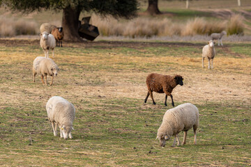 Wild sheeps in the landscape