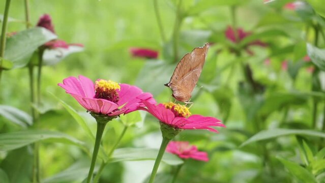 Close up shot of pretty Junonia iphita or Chocolate Soldier sitting on pink flower
