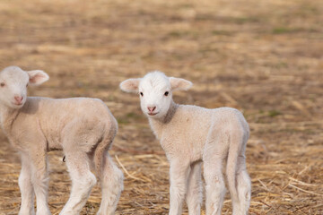 Obraz na płótnie Canvas Cute couple of lambs
