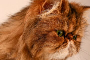 Persian cat looking at the camera. Close-up.