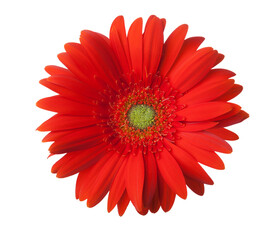 Red Gerbera flower isolated on white background.