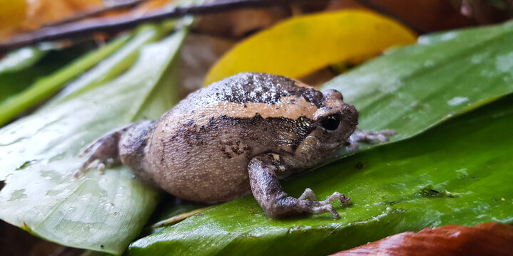 Kaloula pulchra