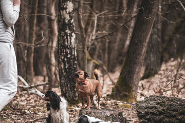 Small brown dog looking at the owner. Mongrel doggy with cute face on a tree trunk in a woodland in spring. Selective focus on the details, blurred background.