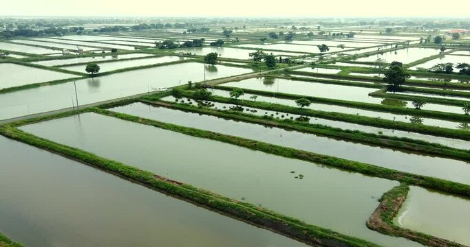 Pond cultivation in rural Indonesia