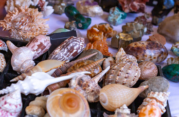 Set of different seashells and minerals, selective approach.