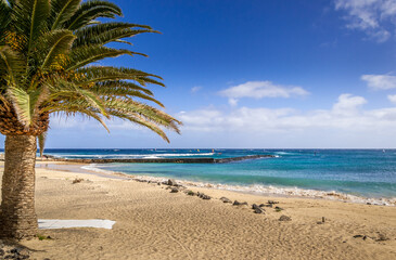 A view from the beach in Costa Teguise in Lanzarote from next to a plan tree. Out at sea are a number of Wind Surfers.
