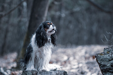 Adorable cavalier girl in the woods. Cute doggy in a forest on an overcast spring morning. Pet portrait. Selective focus on the details, blurred background.