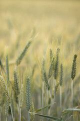 golden wheat field