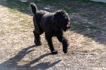 friendly shaggy black dog, shepherd dog posing, pet on spring walk