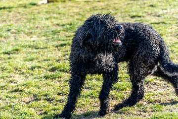 friendly shaggy black dog, shepherd dog posing, pet on spring walk