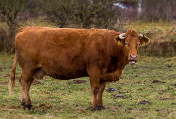 red cow in the meadow