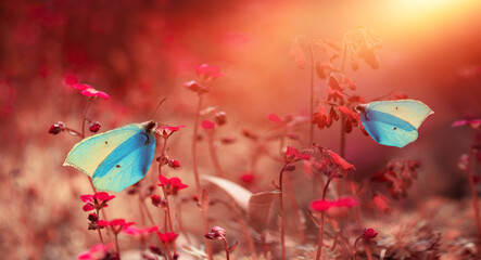 niebieskie motyle na czerwonych kwiach w wiosennym ogrodzie w promieniach słońca, ogród wiosną  - obrazy, fototapety, plakaty