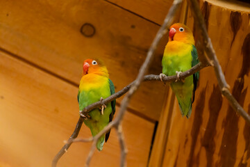 parrots at the zoo, Jihlava, Czech Republic