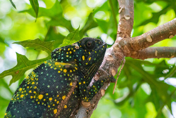 Chameleon on a branch hiding in leaves. Chameleo on Zanzibar