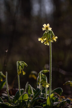  Primula elatior spring flower