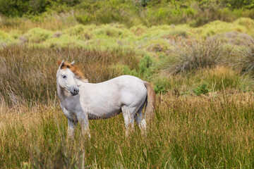 Obraz premium White wild horses, Parc Naturel regional de Camargue, Provence, France