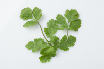 Food ingredients, coriander, Southeast Asian spices, spices, spices, cilantro leaves,