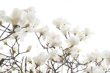 白色の花　モクレン