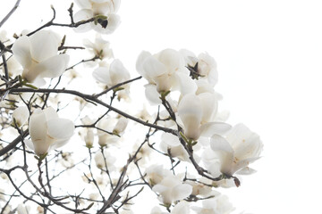 白色のモクレンの花