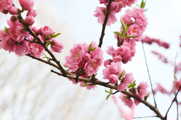 Obraz premium 八重桜の花