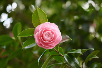 ピンク色の椿の花