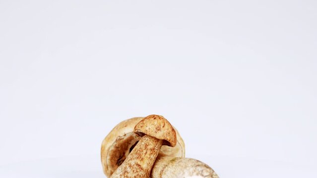 Appetizing white bolete mushroom. Concept of fresh and delicious food.
