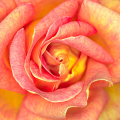 Vivid orange colored rose flower top view closeup, as a natural background