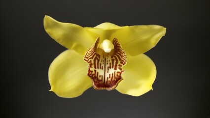 Yellow orchid on black background