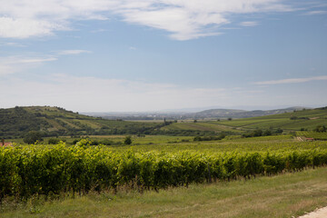 Fototapeta na wymiar Tokaj landscape with vineyard, Unesco site, Hungary