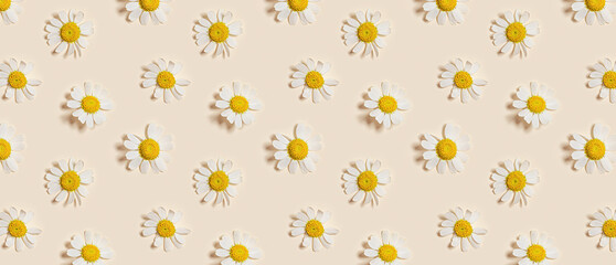 Fototapeta na wymiar Natural summer chamomile flowers, minimal floral pattern on beige background. Layout with small fresh white daisy blossoms. Spring nature concept, summer seasonal field flower, top view