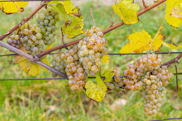 Grapes Riesling in autumn vineyard, Southern Moravia, Czech Republic
