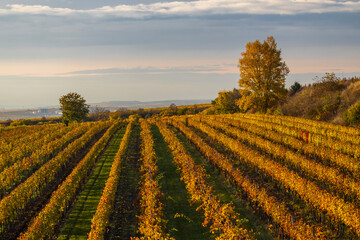 Autumn vineyard near Velke Bilovice, Southern Moravia, Czech Republic