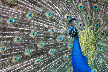 Obraz premium Closeup Image of a peacock dancing with its open feathers