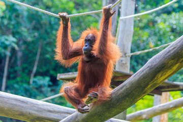 orangutans or pongo pygmaeus is the only asian great found on the island of Borneo and Sumatra © Yusnizam Yusof