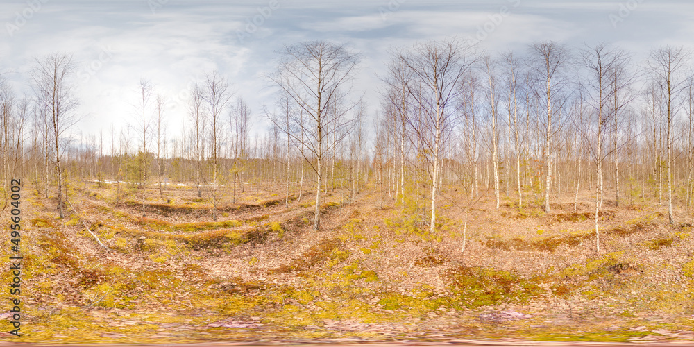 Wall mural amazing landscape with blue sky at spring trees without greens and grass 3d spherical panorama with 